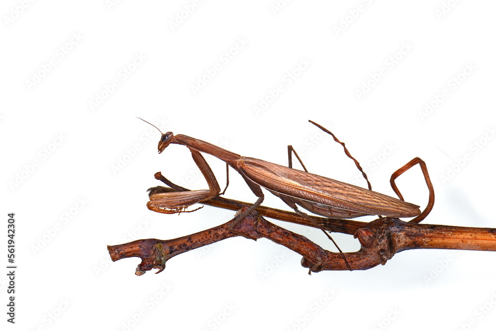 Obraz premium European Mantis or Praying Mantis, Mantis religiosa, in front of white background
