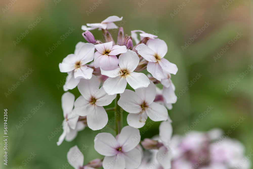 Close up of white honesty (lunaria annua) flowers in bloom