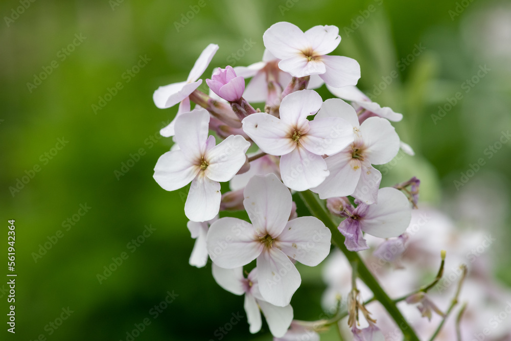 Close up of white honesty (lunaria annua) flowers in bloom Close up of white honesty (lunaria annua) flowers in bloom