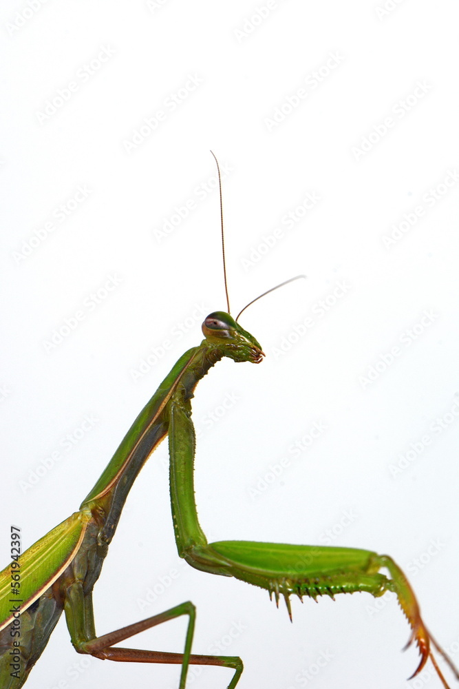 Praying mantis (Mantis religiosa) isolated on white Praying mantis (Mantis religiosa) isolated on white