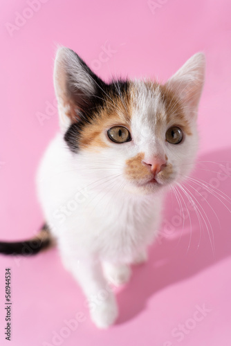 sweet little kitty with 3 colors in pink background