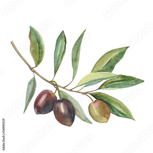 Watercolor hand-drawn olive branch with brown olives and leaves isolated on white. Botanical illustration.