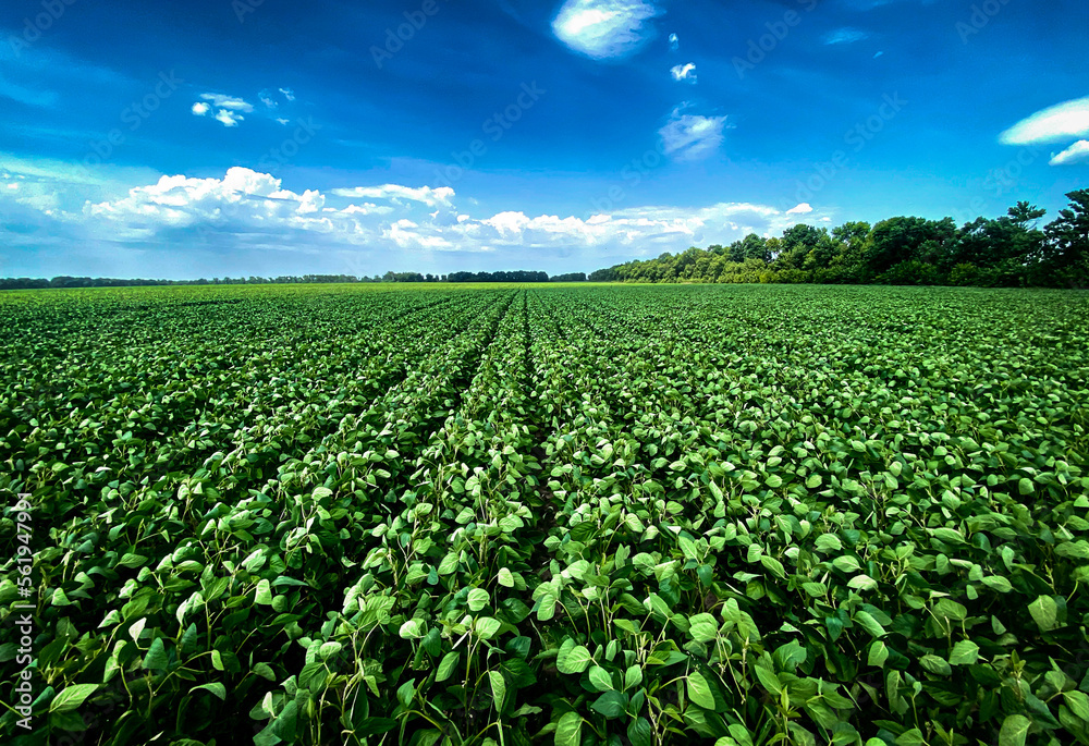 field and blue sky field and blue sky