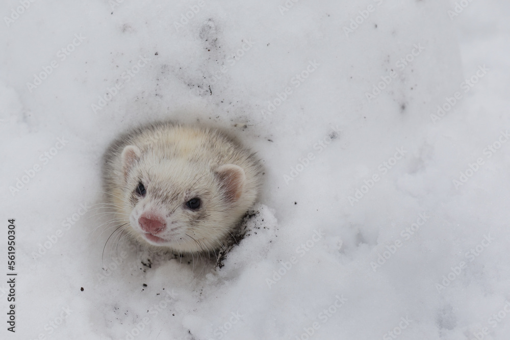 Ferret female outdoor in her snow igloo house take looking around