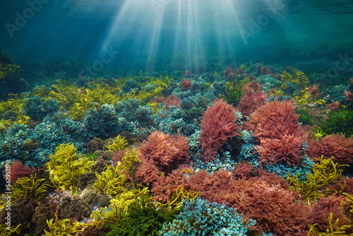 Colorful seaweeds with sunlight underwater in the ocean  Atlantic ocean  Spain  Galicia