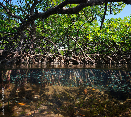 Mangrove trees in the sea  foliage with roots and shoal of fish underwater  split view   Caribbean sea  Central America  Panama