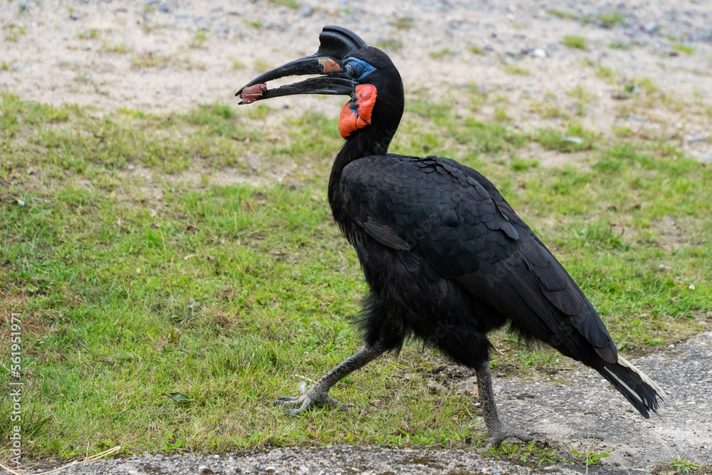 Fototapeta premium Schwarzer gro√üer Nashornvogel sichert sich sein Essen
