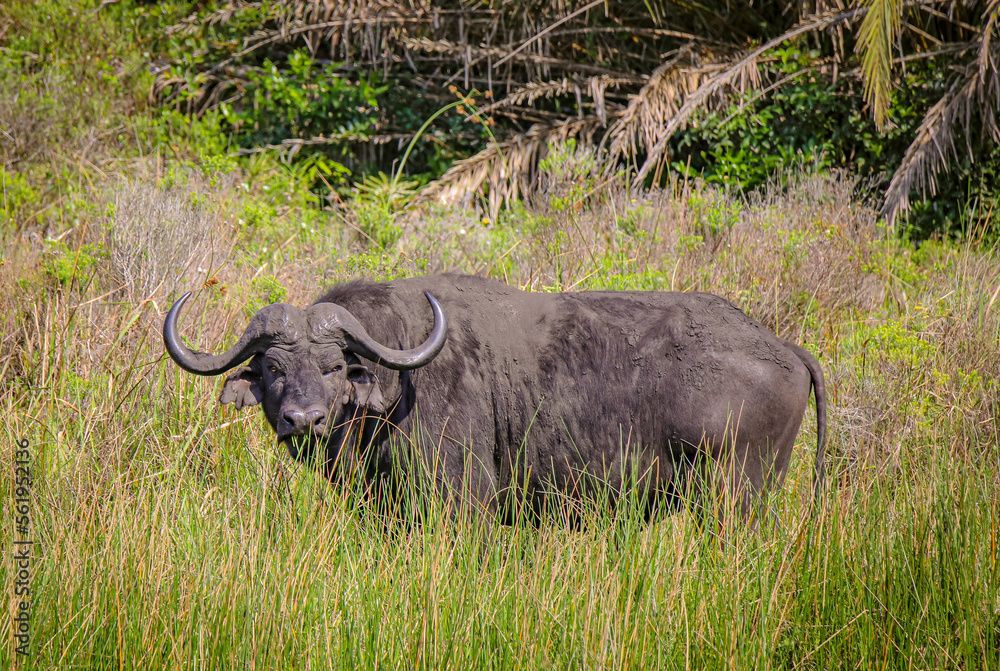 Obraz premium Grasing Buffalo