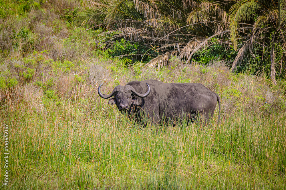 Obraz premium Grasing Buffalo