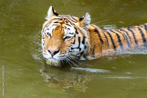 Der Tiger im Wasser 