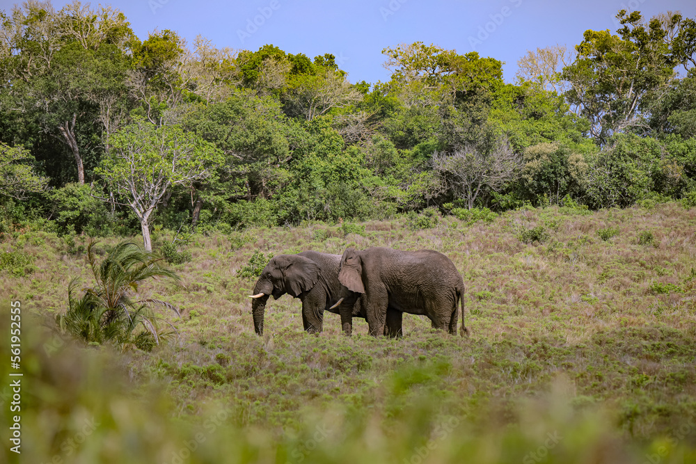Naklejka premium Elephants in Savanna