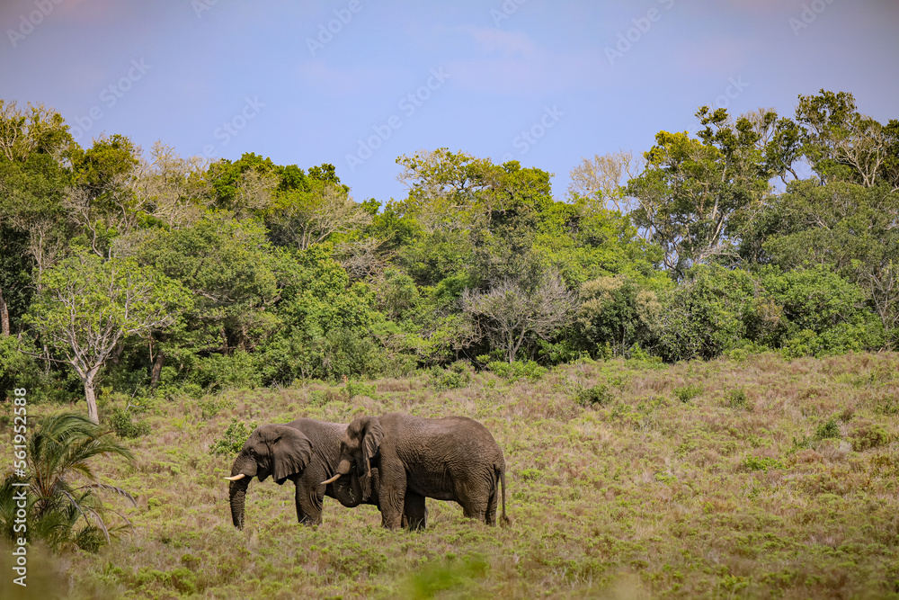 Fototapeta premium Elephants in Savanna