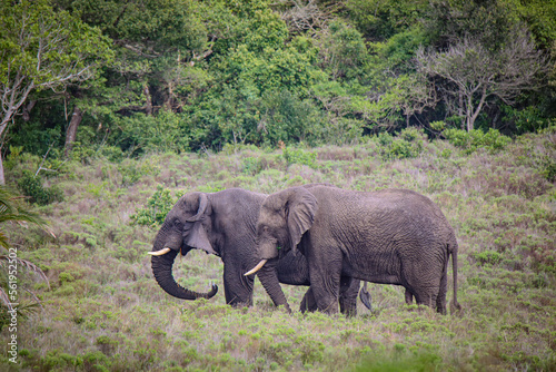 Elephants in Savanna