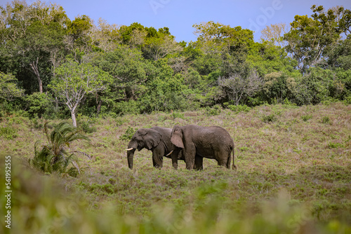Elephants in Savanna