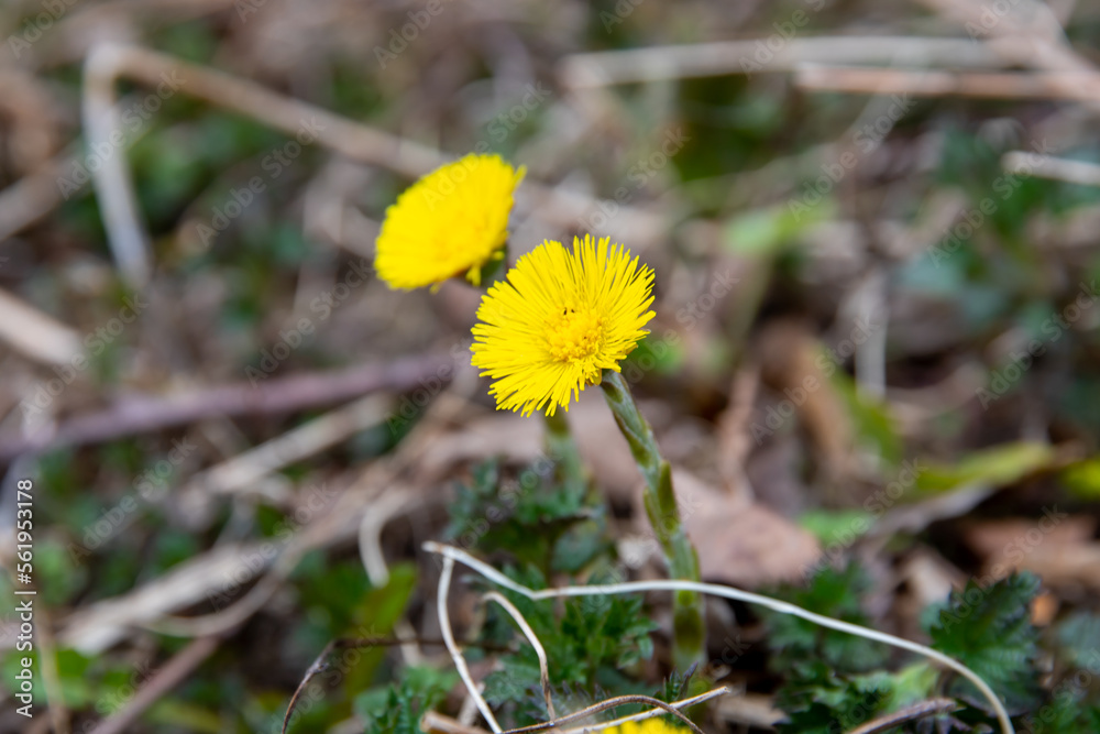 Close up of yellow spring flovers, Coltsfoot. Close up of yellow spring flovers, Coltsfoot.