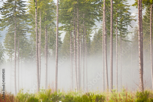 Tall pine trees on a misty morning in a thinned (by logging) forest on the Olympic Peninsula, Washington. photo