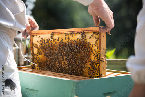 Manâ€™s hands pulling out a beeswax honeycomb frame crawling with honeybees from a beehive