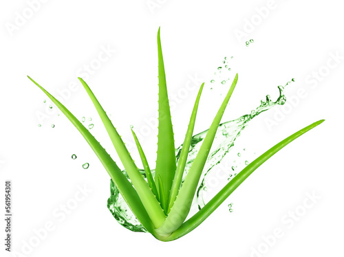 Aloe Vera isolated on white or transparent background. Aloe Vera plant and splash of juice or gel.