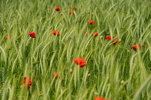 Bright red poppies (Papaver rhoeas) in full bloom shining in a green barley field in springtime