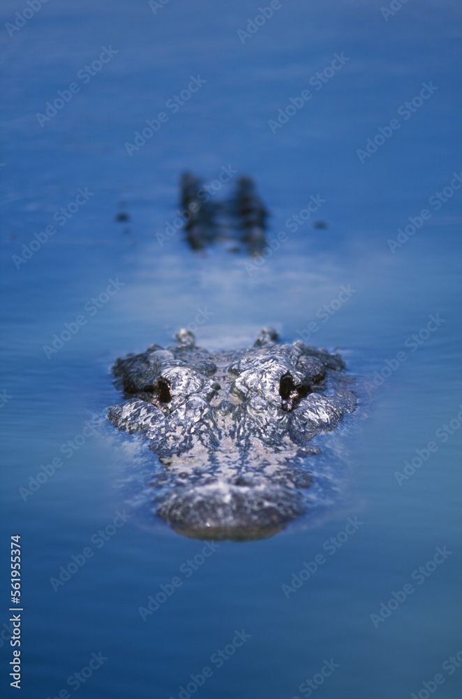 USA: Florida: Collier County: Big Cypress National Preserve: an American alligator( Alligator mississippiensis). USA: Florida: Collier County: Big Cypress National Preserve: an American alligator( Alligator mississippiensis).