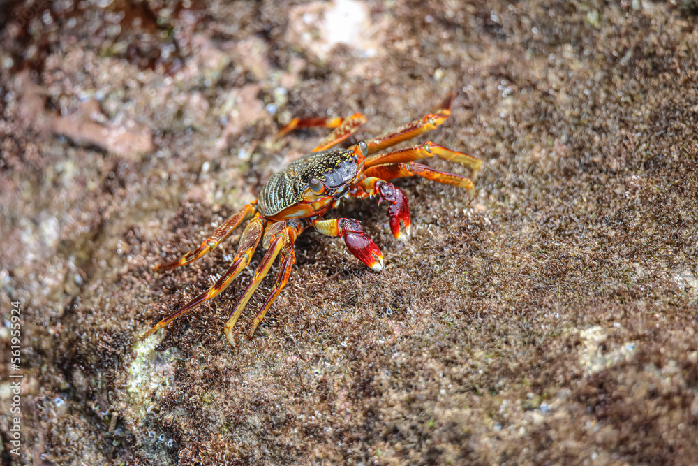 Cliff Crabs