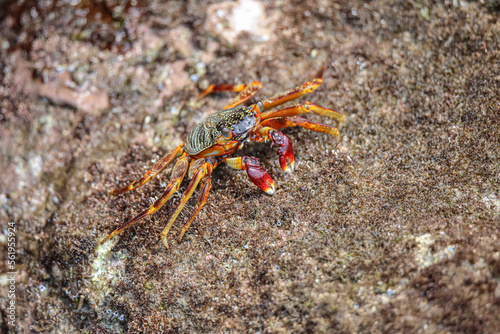 Cliff Crabs © Sean