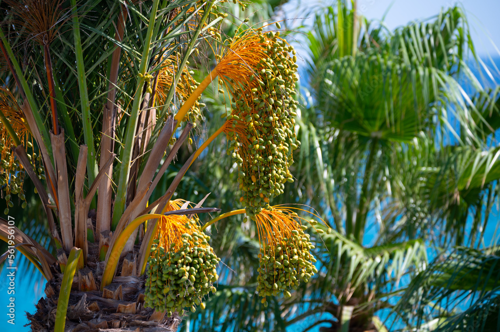 Date palm trees and blue sea on background Date palm trees and blue sea on background