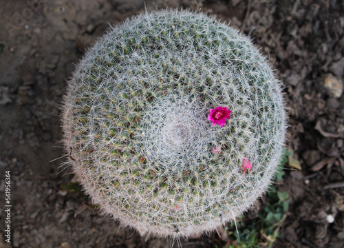 Vista superior de cactus con pequeña flor rosa.  photo