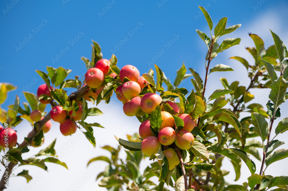Fruit orchard with apple trees with small red fruits