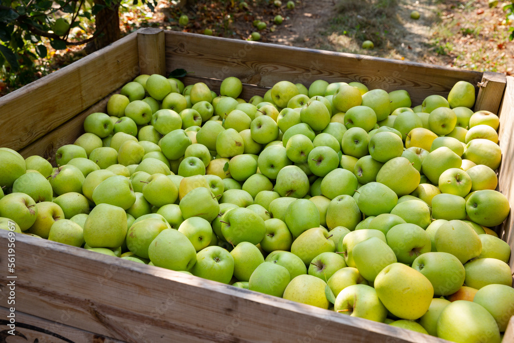 Ripe apples in a wooden crate in the garden. High quality photo
