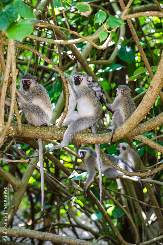 Fototapeta premium Monkey family with Newborn
