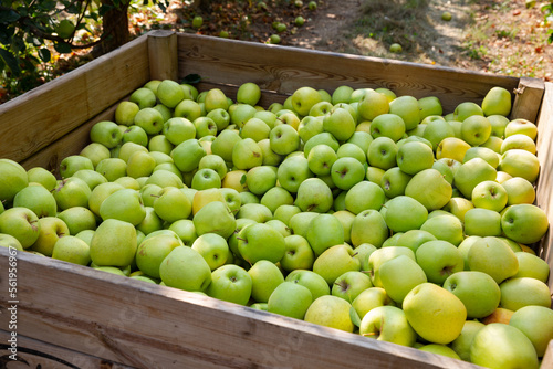 Ripe apples in a wooden crate in the garden. High quality photo