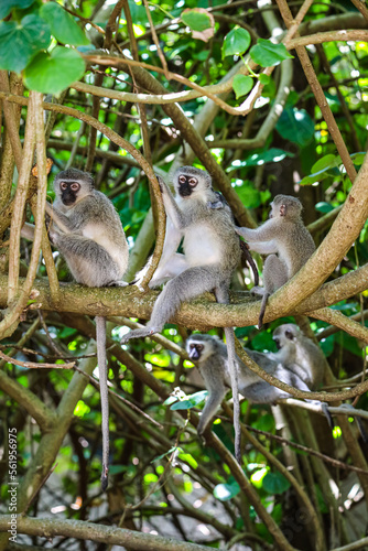 Monkey family with Newborn