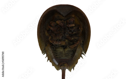 Living fossils Horseshoe crabs on a white background 