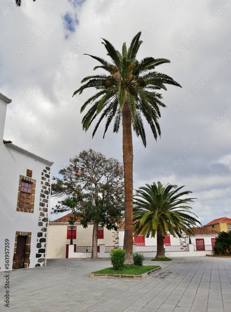 Palme auf dem Platz in San Andrès auf La Palma