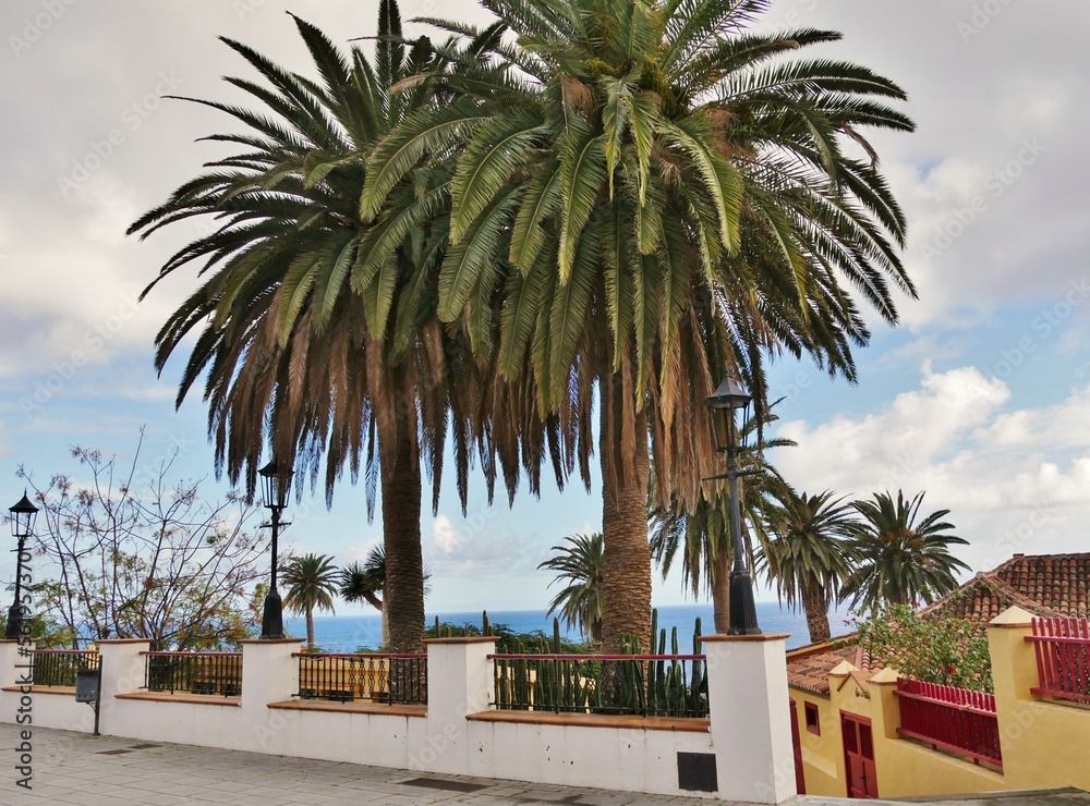 Palmen im Ort San Andrès auf La Palma