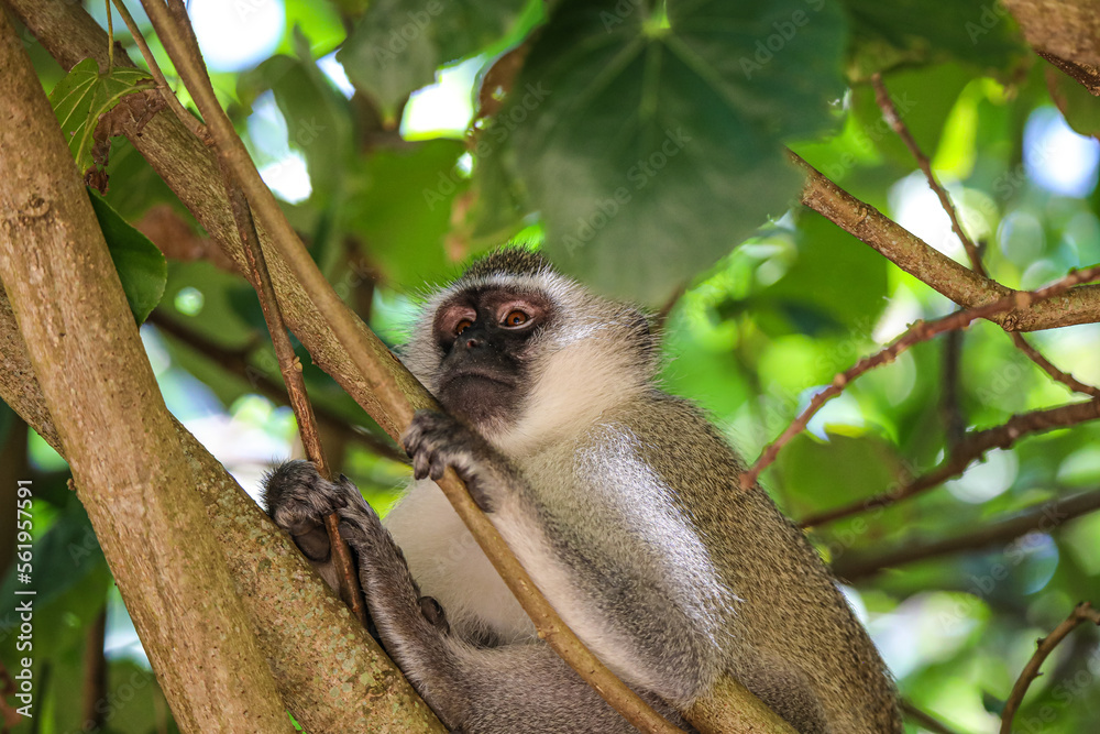 Obraz premium Beautiful Monkey in the trees