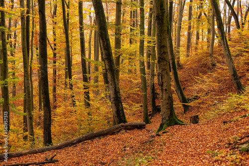 Beautiful autumn forest landscape with huge beech trees and fall-colored Foliage, Süntel, Hohenstein Nature Reserve, Weser Uplands, Lower Saxony, Germany