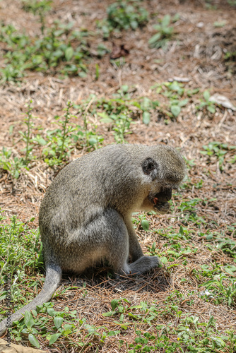 Monkey picking food © Sean