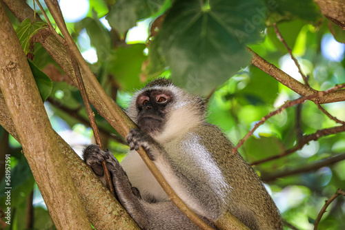Beautiful Monkey in the trees © Sean