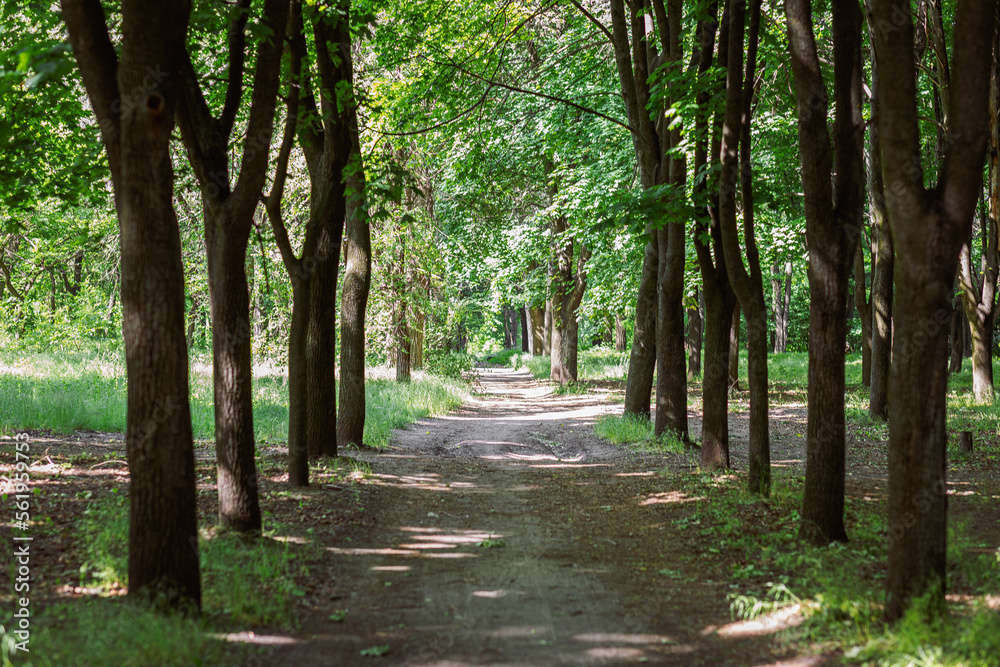 forest trees. nature green wood sunlight backgrounds.