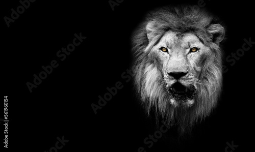 Lion King isolated on black, wildlife portrait. Lion face head ,mammal animal , black white wildlife perfect for poster and canvas © Gan