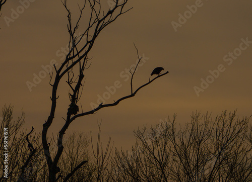 Red tailed hawk perched on a branch of a tree in winter