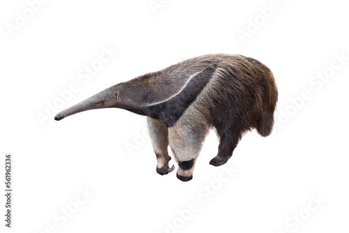 Giant anteater isolated on White Background. Anteater, cute animal from Brazil. Giant Anteater, Myrmecophaga tridactyla, animal with long tail ane long nose, Wildlife scene from wild nature.