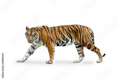 royal tiger (P. t. corbetti) isolated on blue background clipping path included. The tiger is staring at its prey. Hunter concept.