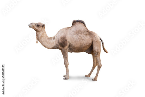 Arabian Camel, dromedary or arabian camel isolated on white background photo
