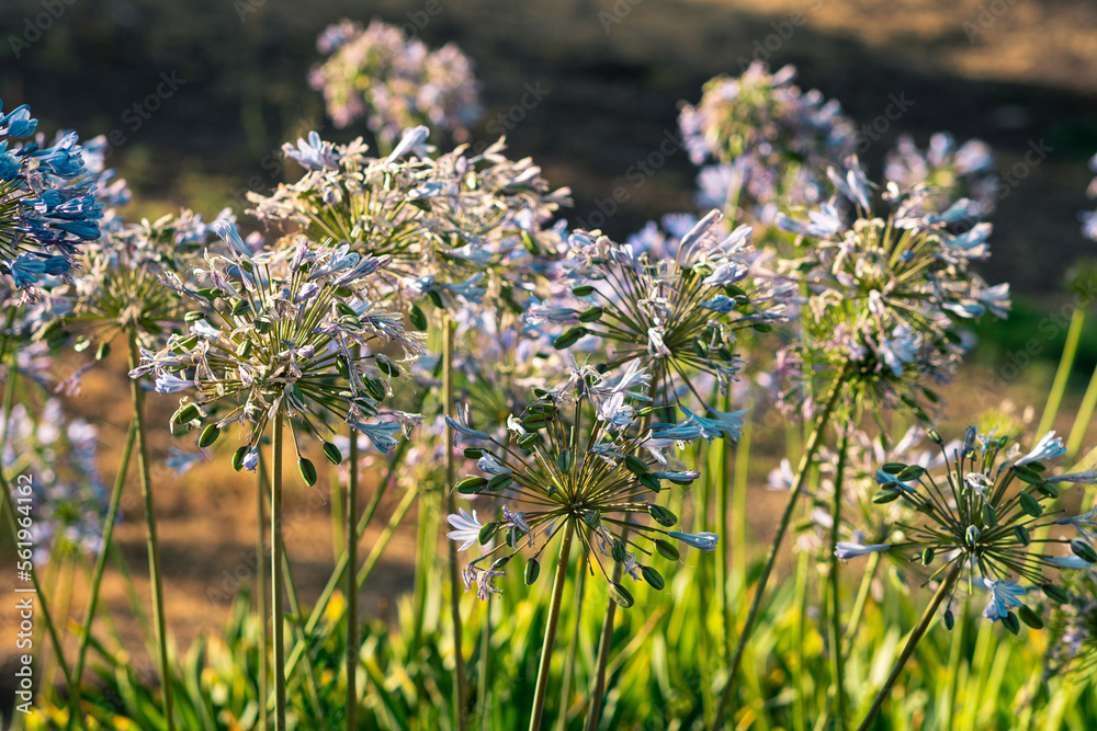 Obraz premium flowers in the garden and beautiful summer summer sun light with natural light