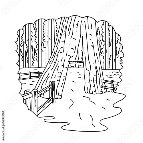 Mono line illustration of California Tunnel Tree in the Mariposa Grove located within Yosemite National Park California done in black and white monoline line drawing art style.
