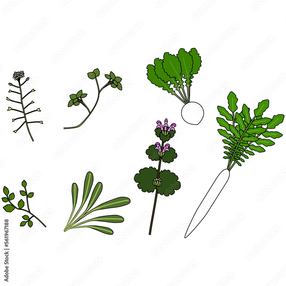 Obraz premium 春の七草