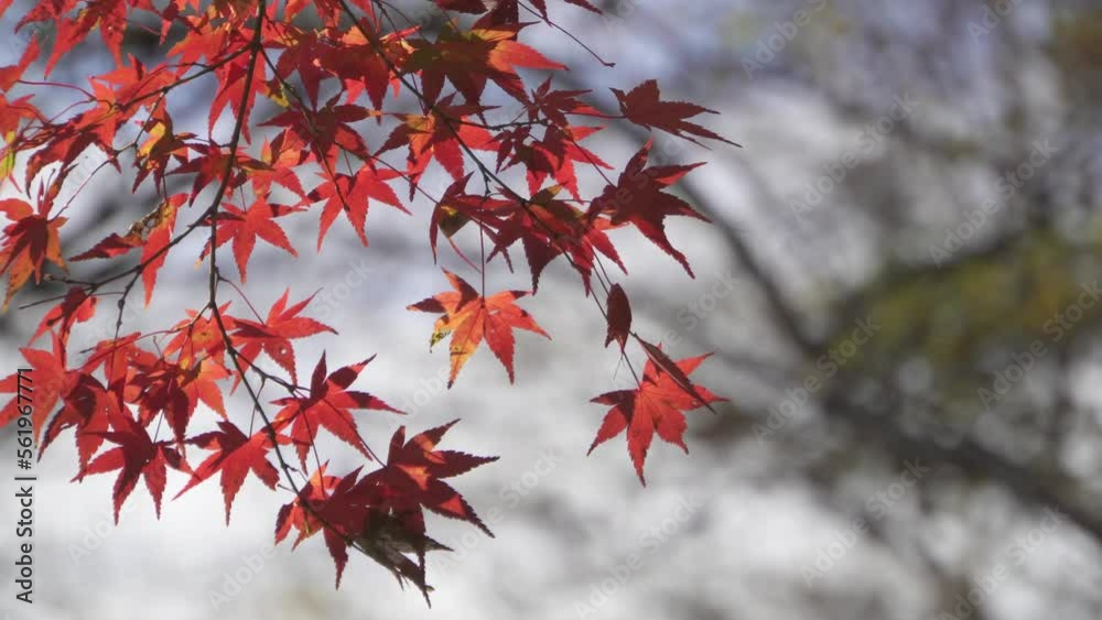 Japanese red maple leaves swaying in the breeze. Japanese autumn scene. Japanese red maple leaves swaying in the breeze. Japanese autumn scene.